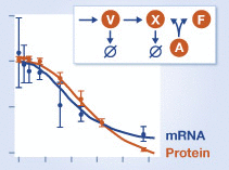 Time scales and bottlenecks in gene regulation by microRNA